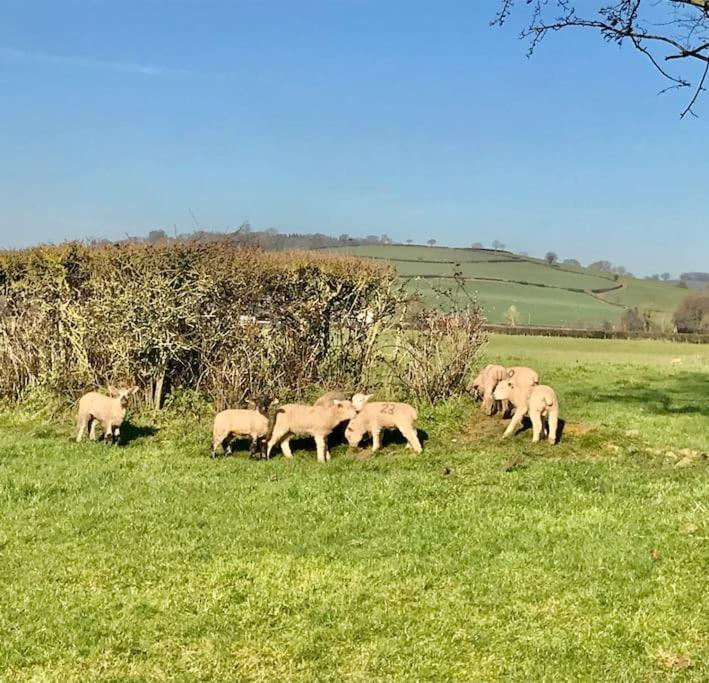 Rural Devon Retreat In Stunning Exe Valley. Έξετερ Εξωτερικό φωτογραφία